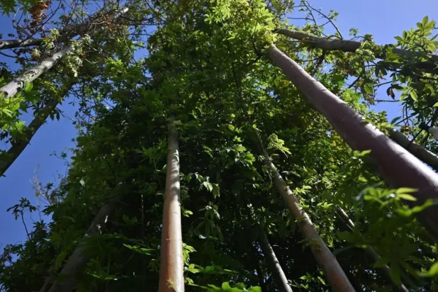 Saudi Arabia Plants Over 14,000 Trees in New Phase of Green Qassim Initiative
