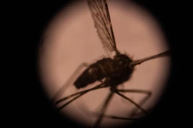 What if We Killed all Mosquitoes?