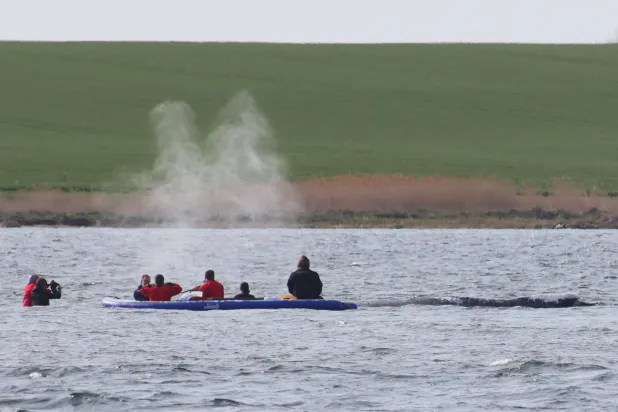 Whale That Was Rescued After Stranded in Germany Found Dead in Denmark