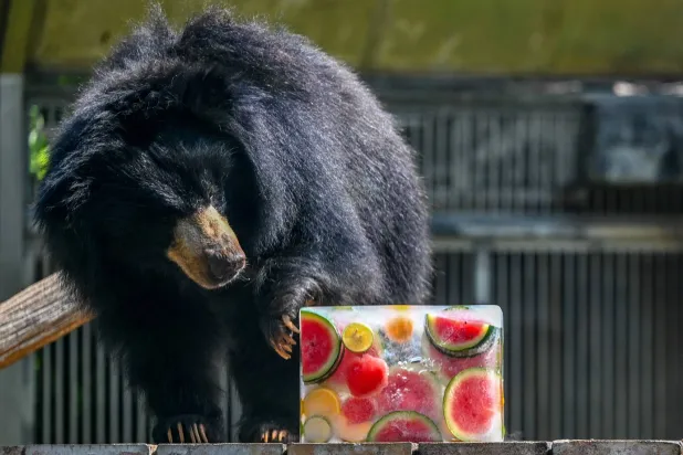 Bear Mauls Man to Death in Bulgaria
