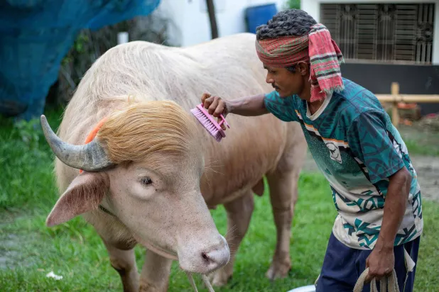 Bangladesh’s ‘Donald Trump’ Buffalo Wins Fans